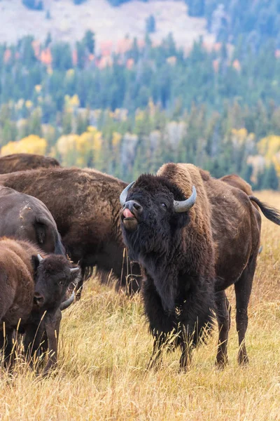 Bisonte Americano Otoño Wyoming — Foto de Stock