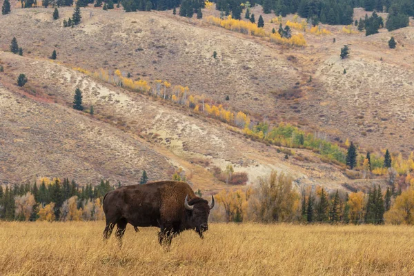 Bisonte Americano Otoño Wyoming — Foto de Stock