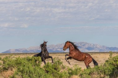 Uta çölünde savaşan bir çift vahşi at.