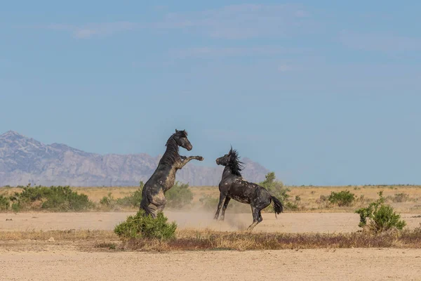 ユタの砂漠で戦う野生の馬の群れのペア — ストック写真