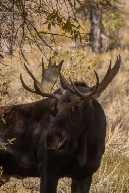 Wyoming 'deki sonbahar monotonluğu sırasında bir boğa shiras geyiği