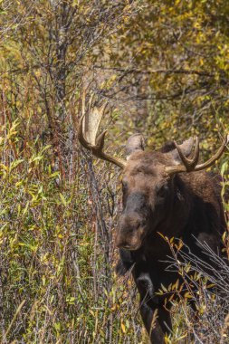Wyoming 'deki sonbahar monotonluğu sırasında bir boğa shiras geyiği