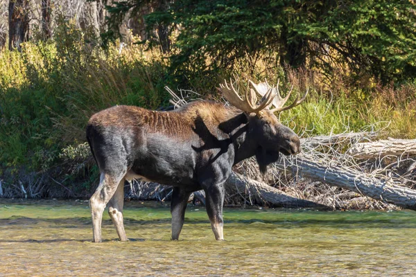 Łoś Bull Shiras Podczas Jesiennej Rutyny Wyoming — Zdjęcie stockowe