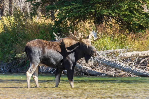 Bull Shiras Moose Fall Rut Wyoming — Stock Photo, Image