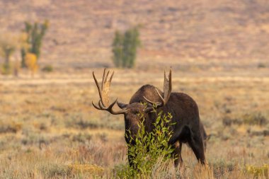 bir boğa düşme rut sırasında Wyoming shiras mus