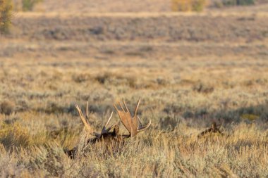 bir boğa düşme rut sırasında Wyoming shiras mus