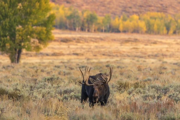 Orignal Taureau Shiras Dans Wyoming Pendant Ornière Automne — Photo