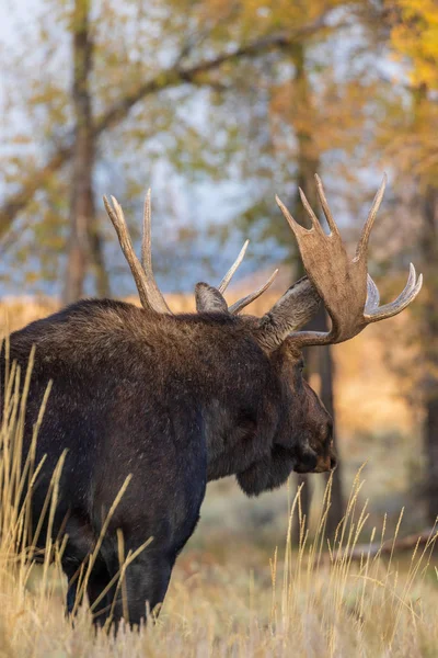 Bull Shiras Moose Wyoming Fall Rut — Stock Photo, Image