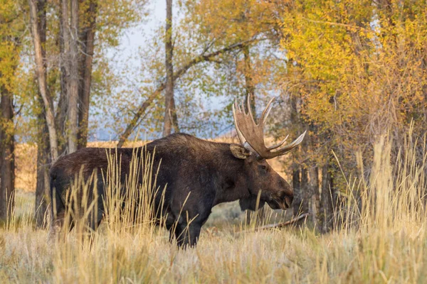 Een Stier Shiras Moose Wyoming Tijdens Val Sleur — Stockfoto