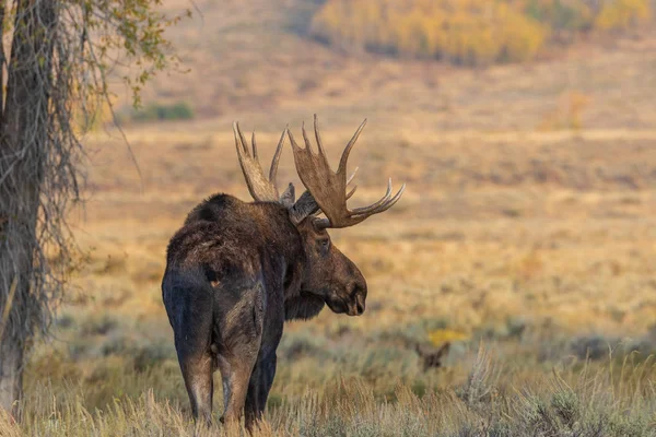 Een Stier Shiras Moose Wyoming Tijdens Val Sleur — Stockfoto