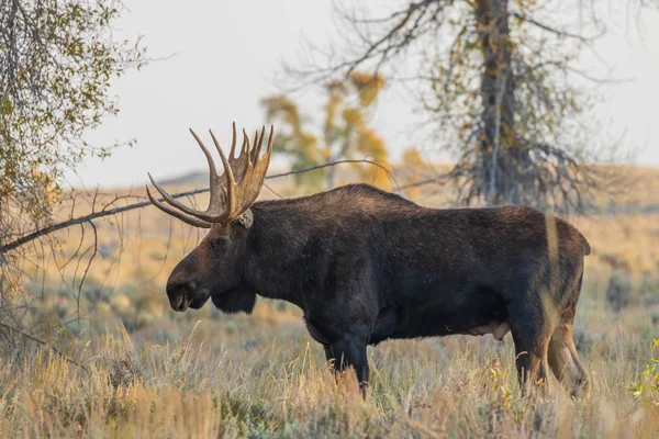 Orignal Taureau Shiras Dans Wyoming Pendant Ornière Automne — Photo