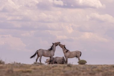 yabani atı aygır Colorado yüksek çölde kare alma