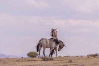 yabani atı aygır Colorado yüksek çölde kare alma