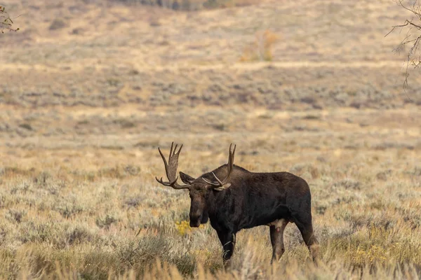 Toro Shiras Alce Wyoming Durante Rutina Otoño — Foto de Stock