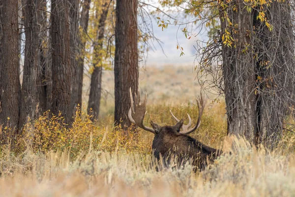 Een Stier Shiras Moose Wyoming Tijdens Val Sleur — Stockfoto