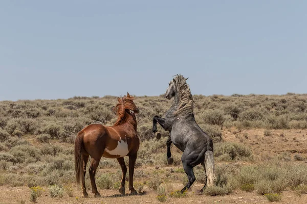 Wild Horse Stallions Squaring Colorado High Desert — Stock Photo, Image