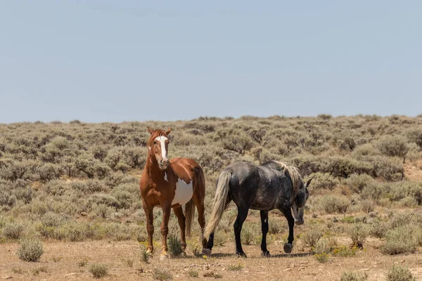 Divoký Kůň Hřebci Srovnat Hluboké Pouště Colorado — Stock fotografie