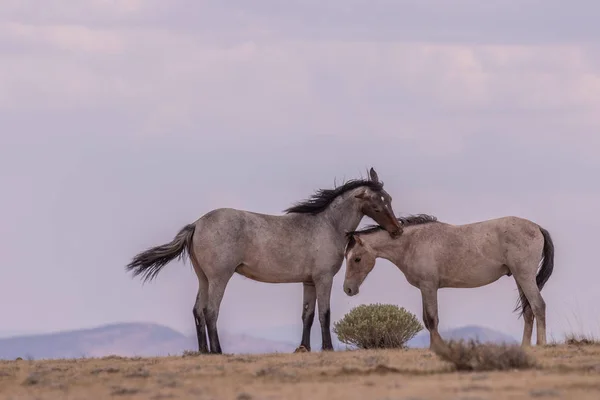 Wild Horse Stallions Squaring Colorado High Desert — Stock Photo, Image