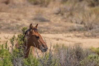 Yaz aylarında Kuzey Batı Colorado kum lavabo içinde güzel bir vahşi at