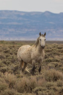 Yaz aylarında Kuzey Batı Colorado kum lavabo içinde güzel bir vahşi at