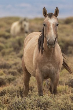 Yaz aylarında Kuzey Batı Colorado kum lavabo içinde güzel bir vahşi at