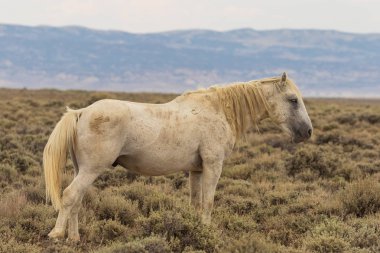 Yaz aylarında Kuzey Batı Colorado kum lavabo içinde güzel bir vahşi at