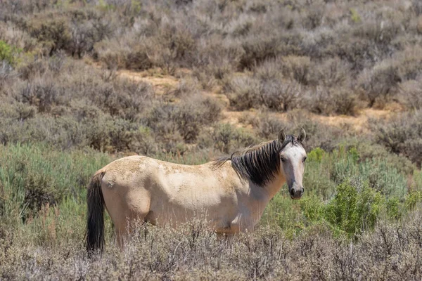 Красивая Дикая Лошадь Бассейне Песка Северо Западе Колорадо Летом — стоковое фото