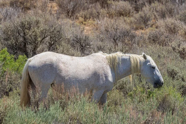 Yaz aylarında Kuzey Batı Colorado kum lavabo içinde güzel bir vahşi at