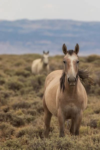 Yaz aylarında Kuzey Batı Colorado kum lavabo içinde güzel bir vahşi at