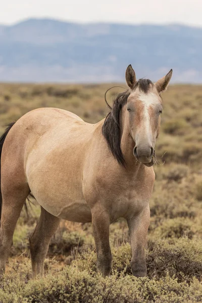 Ένα Όμορφο Άγριο Άλογο Στην Άμμο Πλύση Λεκάνη Της Βορειοδυτικό — Φωτογραφία Αρχείου