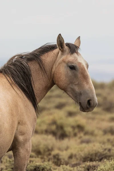 Belo Cavalo Selvagem Bacia Lavagem Areia Noroeste Colorado Verão — Fotografia de Stock