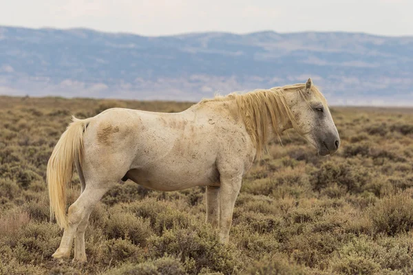 Yaz aylarında Kuzey Batı Colorado kum lavabo içinde güzel bir vahşi at