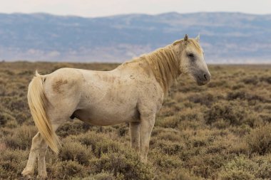 Yaz aylarında Kuzey Batı Colorado kum lavabo içinde güzel bir vahşi at