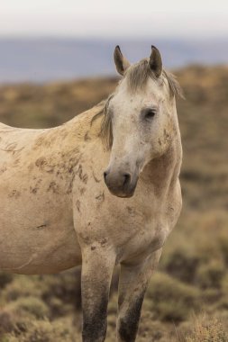 Yaz aylarında Kuzey Batı Colorado kum lavabo içinde güzel bir vahşi at