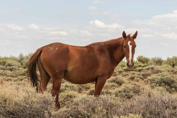 Yaz Aylarında Kuzey Batı Colorado Kum Lavabo Içinde Güzel Bir — Stok fotoğraf