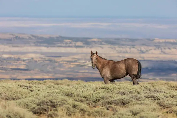 Beau Cheval Sauvage Dans Bassin Lavage Sable Nord Ouest Colorado — Photo