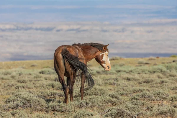 Hermoso Caballo Salvaje Lavabo Arena Del Noroeste Colorado Verano — Foto de Stock