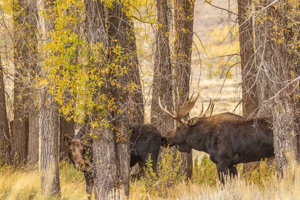 Bull Cow Shiras Moose Rutting Fall Wyoming — Stock Photo, Image