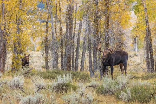 Toro Una Vaca Shiras Alce Ruteando Otoño Wyoming — Foto de Stock