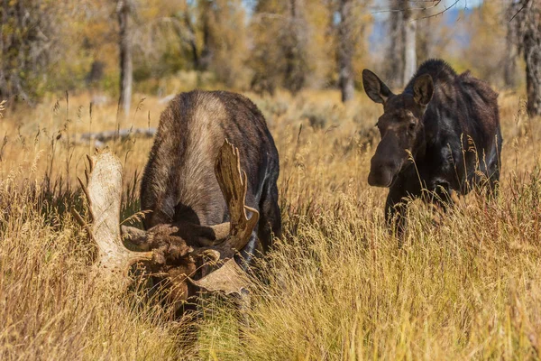 Toro Una Vaca Shiras Alce Ruteando Otoño Wyoming —  Fotos de Stock