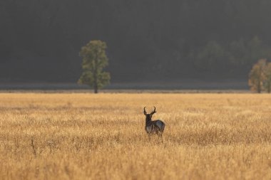 sonbaharda güzel pronghorn antilop para Wyoming