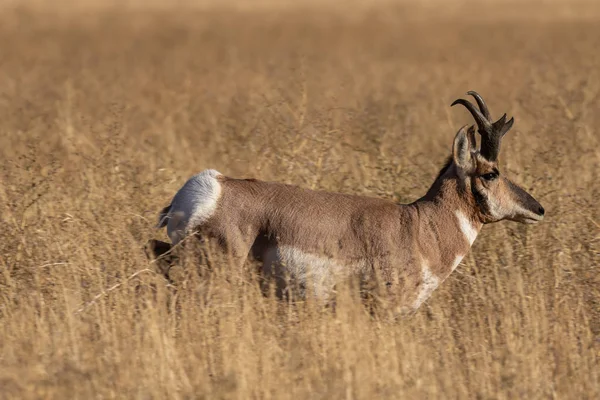 Ein Schöner Vorhornantilopenbock Herbst Wyoming — Stockfoto