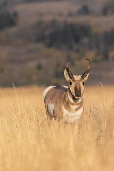 Bom Pronome Antílope Fanfarrão Outono Wyoming — Fotografia de Stock