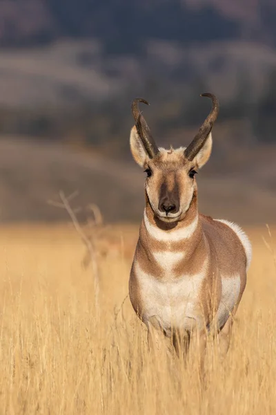 Sonbaharda Güzel Pronghorn Antilop Para Wyoming — Stok fotoğraf