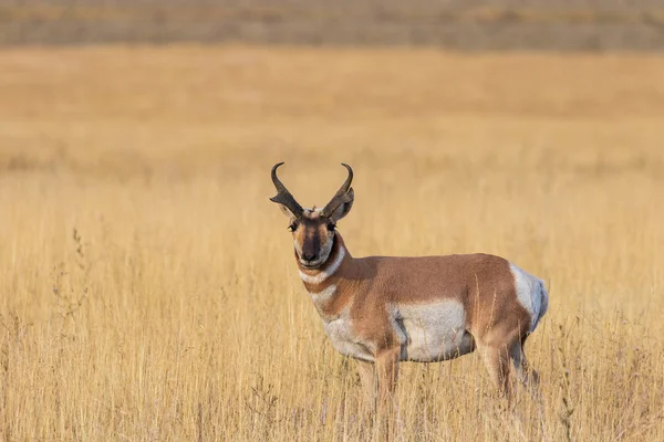 Ładne Pronghorn Antylopa Złotówki Jesienią Wyoming — Zdjęcie stockowe