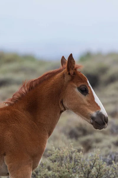 Potro Cavalo Selvagem Bonito Bacia Lavagem Areia Colorado Verão — Fotografia de Stock