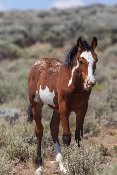 Simpatico Puledro Cavallo Selvatico Nel Bacino Lavaggio Della Sabbia Colorado — Foto Stock