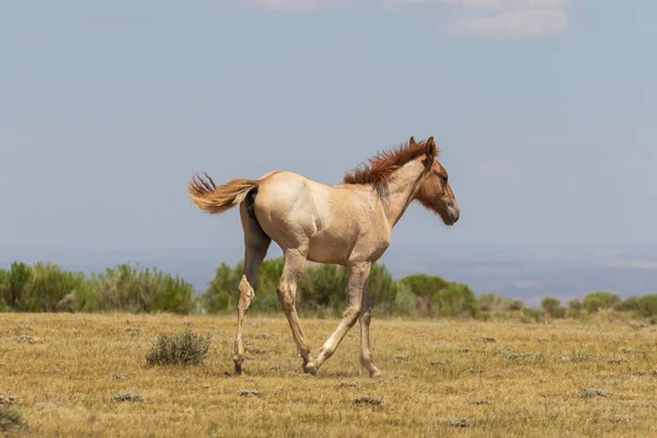 Ein Süßes Wildpferdfohlen Sandwaschbecken Colorado Sommer — Stockfoto