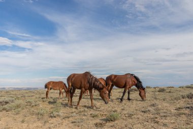Yaz aylarında kum lavabo Colorado içinde güzel vahşi atlar