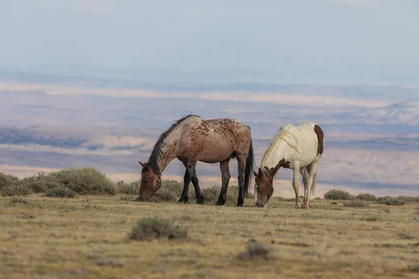 Kum Lavabo Colorado Yüksek Çölde Vahşi Atlar — Stok fotoğraf